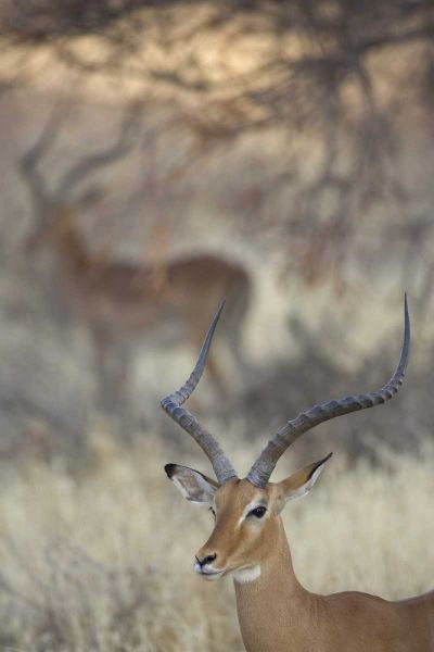Kenya, Samburu Reserve Two Impalas amid grass